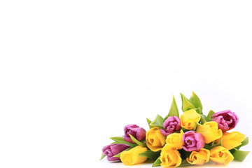 Spring tulips isolated on a white background