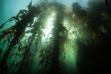 Fototapeta na wymiar Giant Kelp Forest and Sunlight