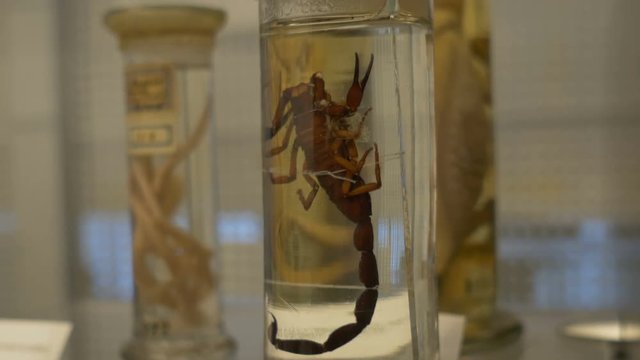 Scorpion preserved in formalin solution in a jar at the zoology laboratory.