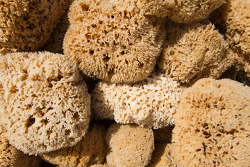 Freshly caught natural sponges in a basket - from the Mediterranean Sea at the Greek coast
