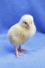 Yellow chick