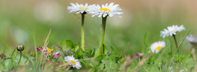 Gänseblümchen (Bellis perennis) auf einer Wiese im Frühling  © mirkograul