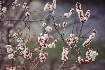 Spring. The branch of fruit tree in flowers. Lots of space for your text or logo. Beautiful colors.