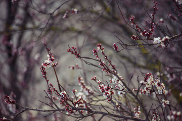 Spring. The branch of fruit tree in flowers. Lots of space for your text or logo. Beautiful colors.