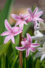 Hyazinthen (Hyacinthus orientalis) im Frühling