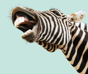 Fototapety  Zebra szczęśliwy śmiech