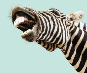 Poster Zebra blij gelogeerd © Mandrixta