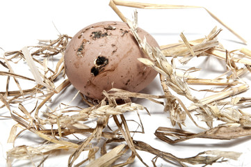 farm eggs