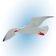 Seagull in the sky. Illustration.