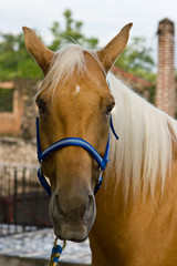 Obraz na płótnie Canvas Horse Close up