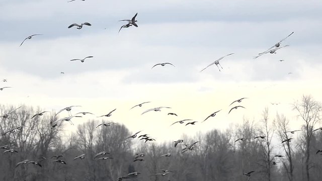 Sandhill Cranes in flight and landing