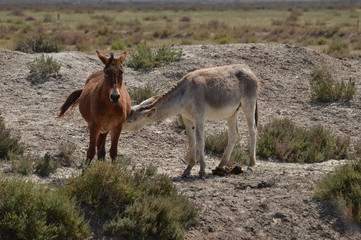 animales