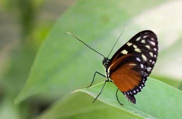 Fototapeta na wymiar Vlinder op groen blad