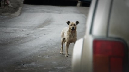 Stray dog on the road