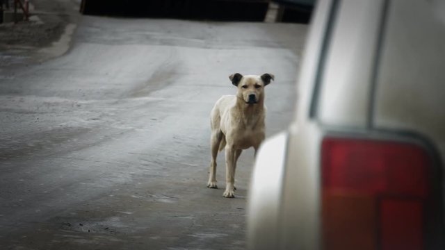Stray dog on the road