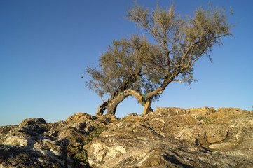 Antignano,la Tamerice. (Livorno)