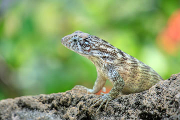 Lizard