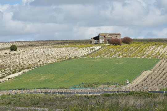 cultivos de la patata