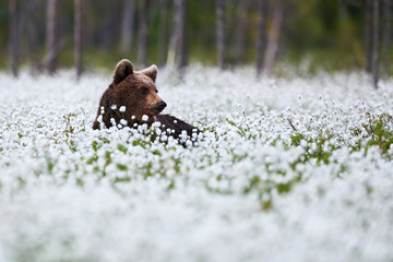 Naklejka premium Beautiful bear among the cotton grass