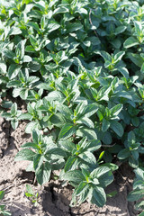 Close macro view of mint plant in the field