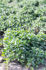 Close macro view of mint plant in the field