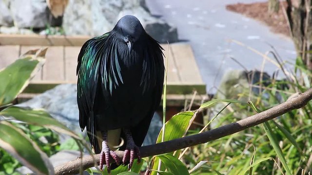 Nicobar Pigeon Perched on a Tree Branch