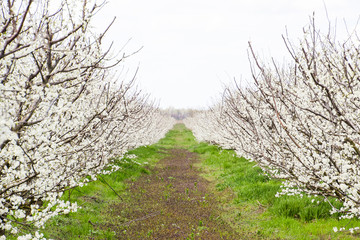 Fototapeta premium Flowering plum garden
