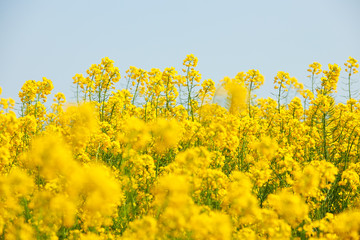 Beautiful canola field