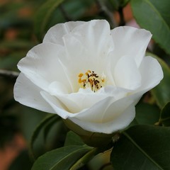 Camelia
