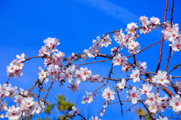 Branches of almond tree in full bloom on blue sky.