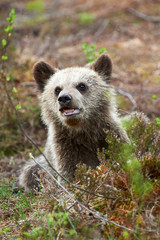 Cute little brown bear