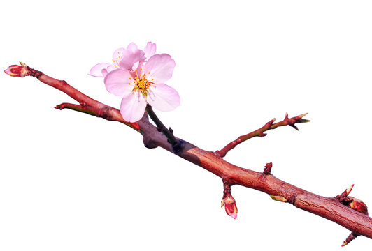 Branch of almond tree with first flowers and turgid buds.