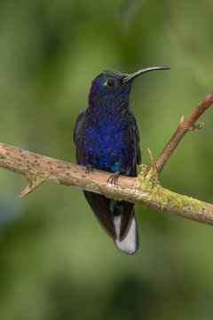 Violet Sabrewing
