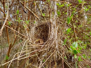 Nest