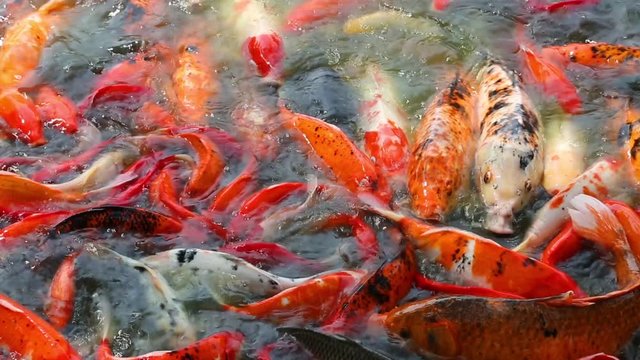 Colored carp feeding in shallow water in the pond, China