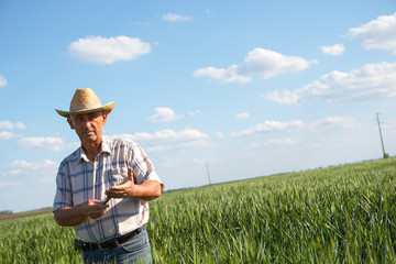 Naklejka na ściany i meble Senior farmer in a field examining wheat crop.