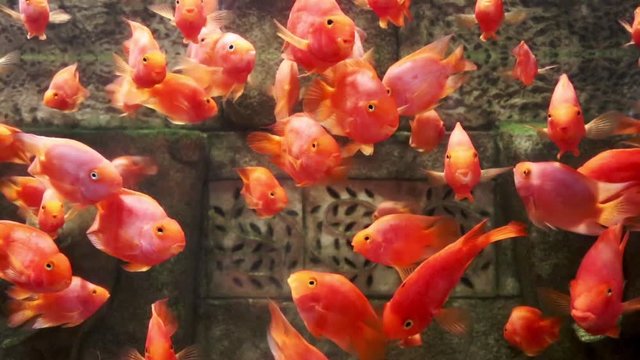Red Blood Parrot Fish artificially bred view aquarium fish as a result of cross-breeding fish.