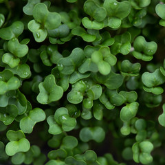 Fresh Cress Salad Closeup, Shallow DOF, Selective Focus, Macro Shot