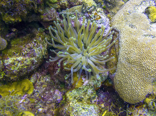 Sea Anemone