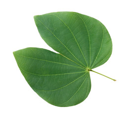 Green leaf isolated on white background.