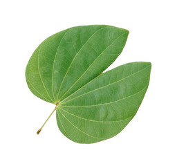Green leaf isolated on white background.