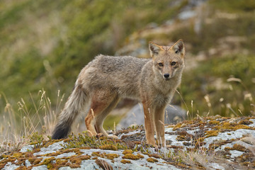 Andean Fox on a Coastal Beach