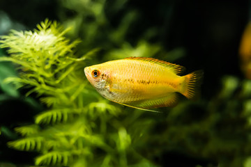 Colisa