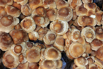 Fresh Mushrooms texture background