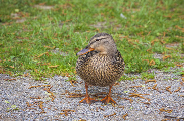 Mallard Duck standing on the footpath