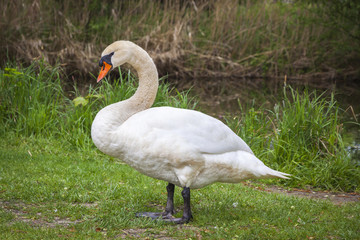 White swan standing on grass