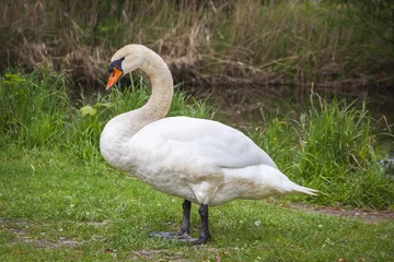 Acrylic prints Swan White swan standing on grass