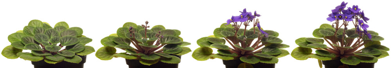 African Violet Time-lapse.