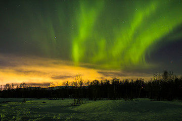 Northern lights in the night sky over the forest