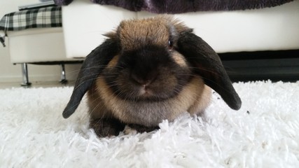 Le lapin le plus mignon au monde